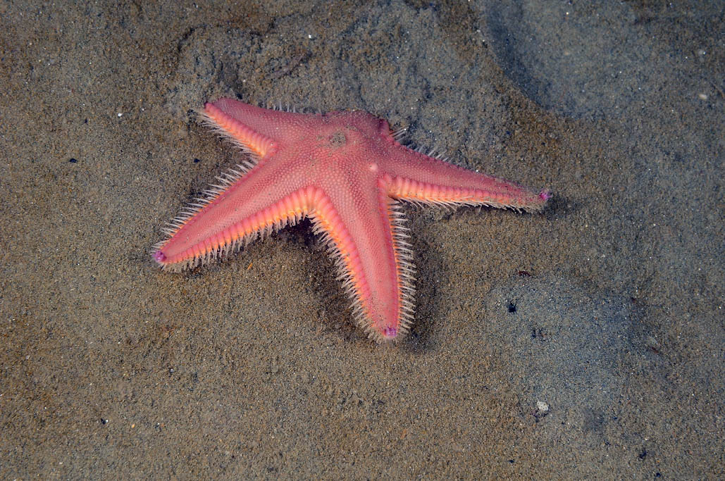 Astropecten irregularis pentacanthus